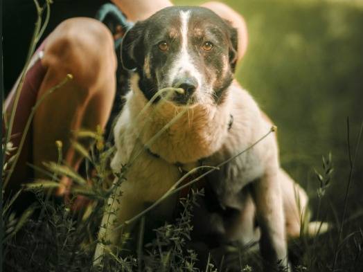 Adotta un cane, femmina, 4 anni e 5 mesi, Milano