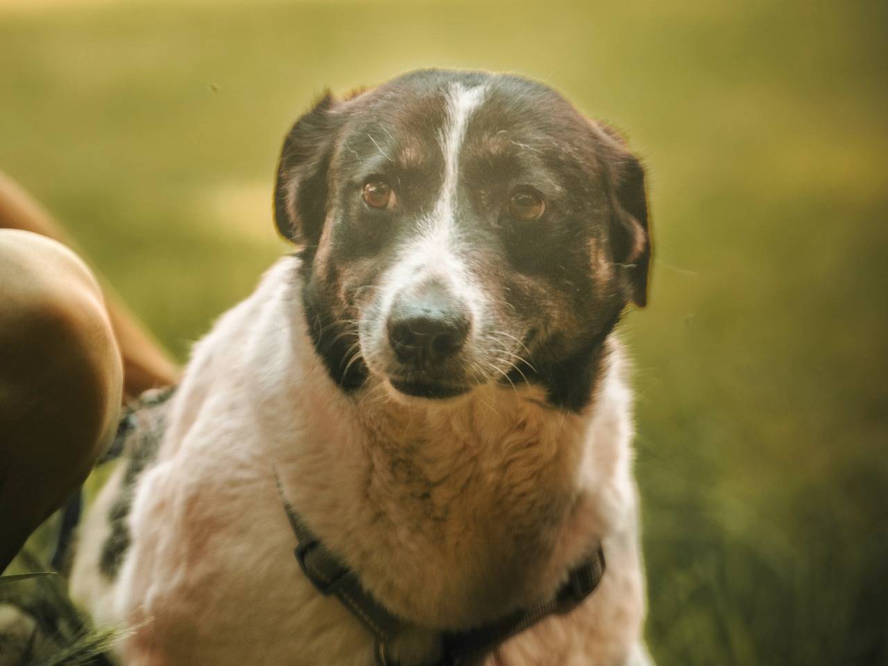 Adotta il cane COOKIE a Milano