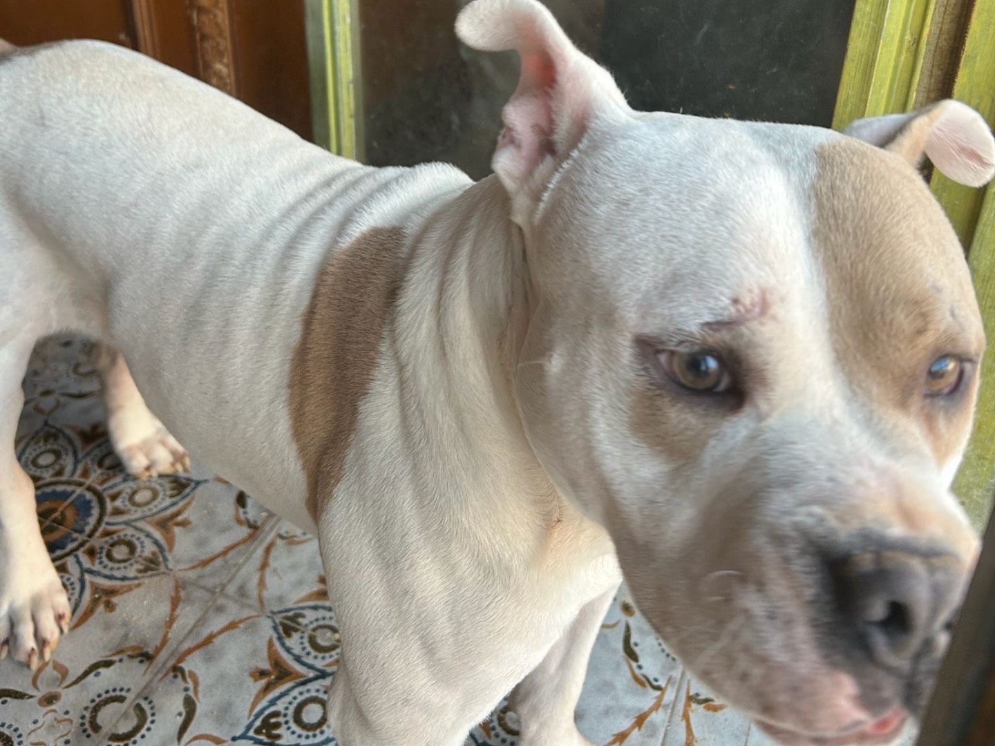 Adotta un cane, maschio, 1 anno, Siracusa