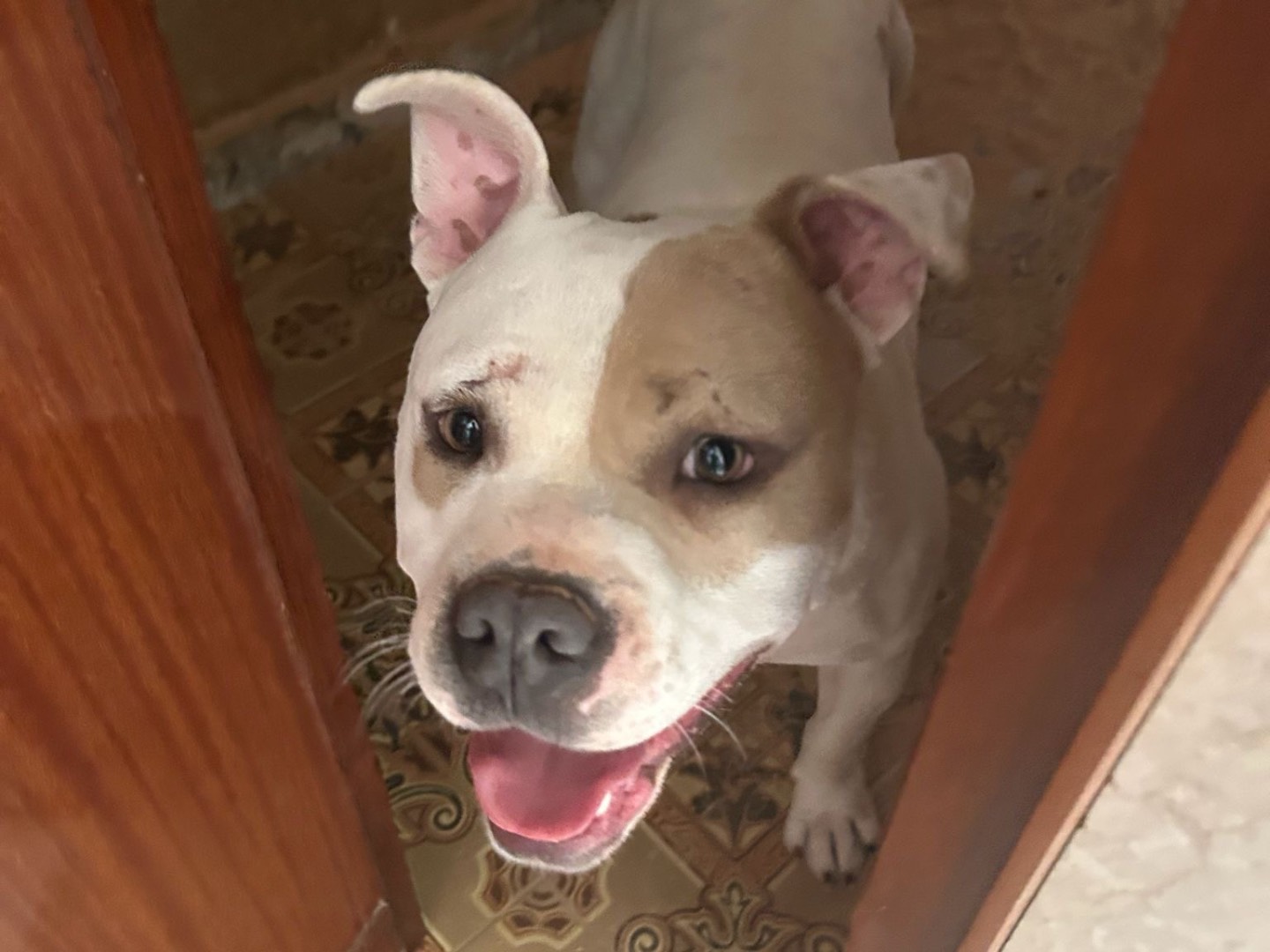 Vuoi adottare un cane a Siracusa?