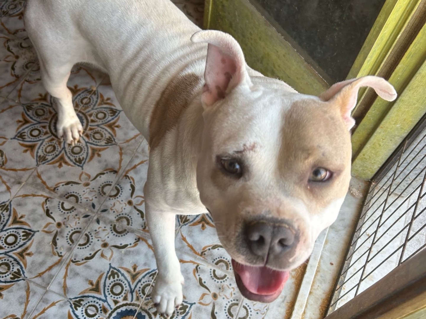 Adotta il cane Lukas a Siracusa