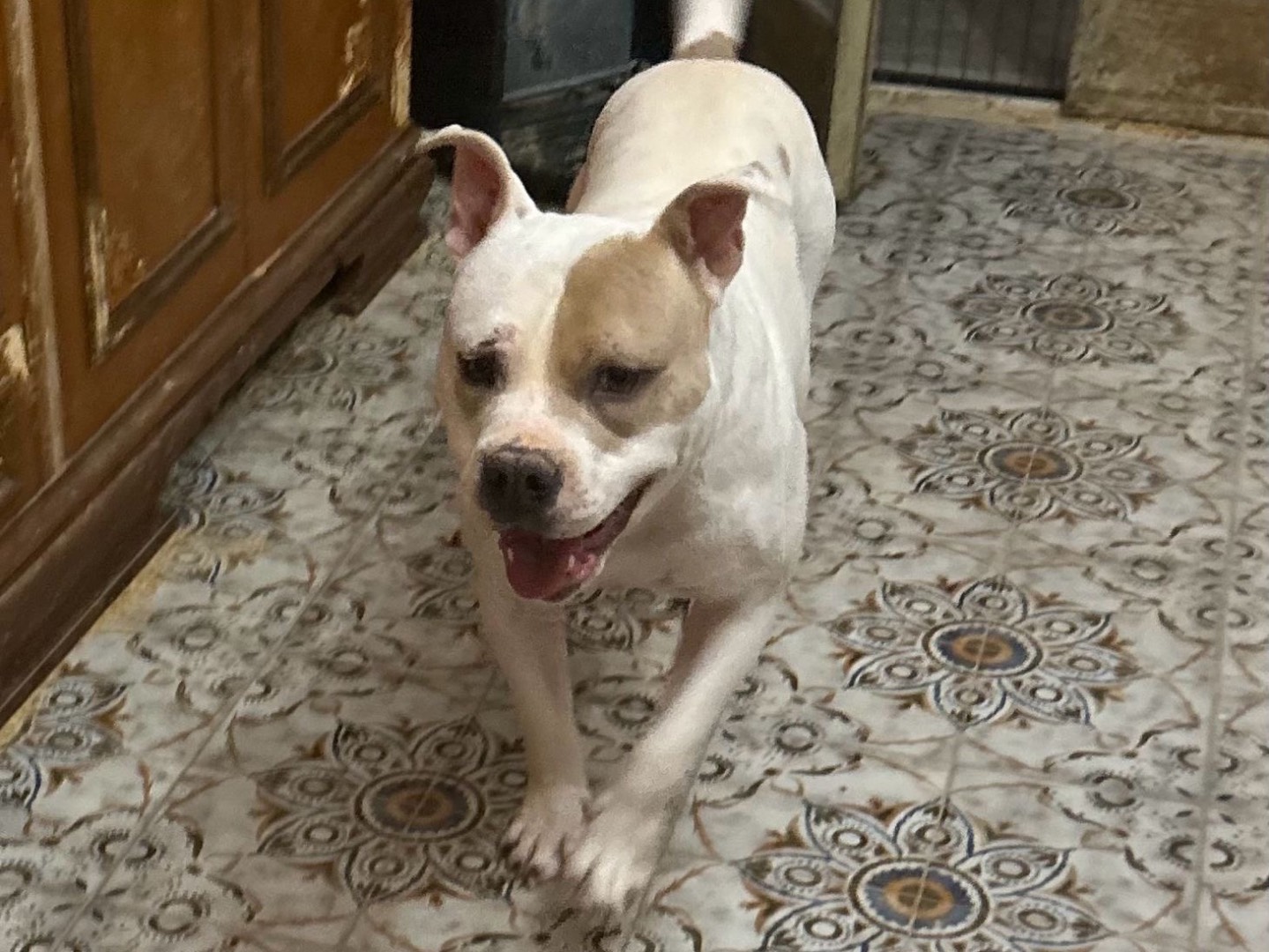 Adozione cane, maschio, Amstaff Razza sconosciuta, 1 anno, taglia media, Siracusa
