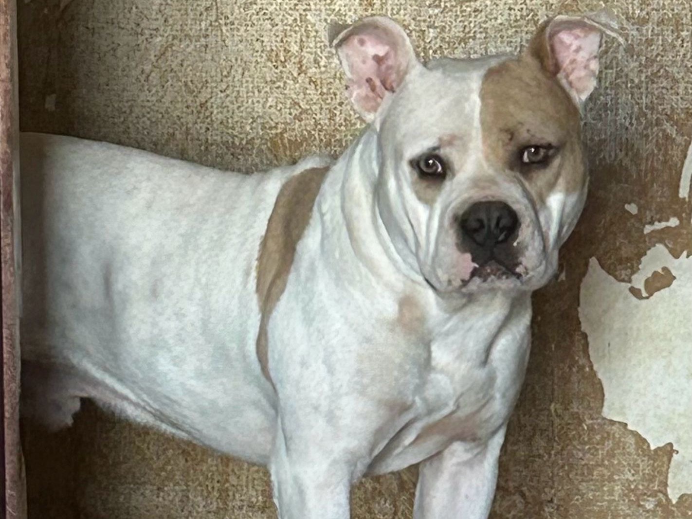 Adotta un cane, taglia media, maschio, Siracusa