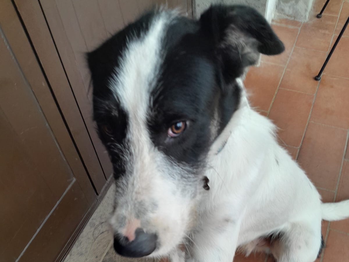 Adozione cane, maschio, Razza sconosciuta Razza sconosciuta, 1 anno e 9 mesi, taglia media, Bergamo