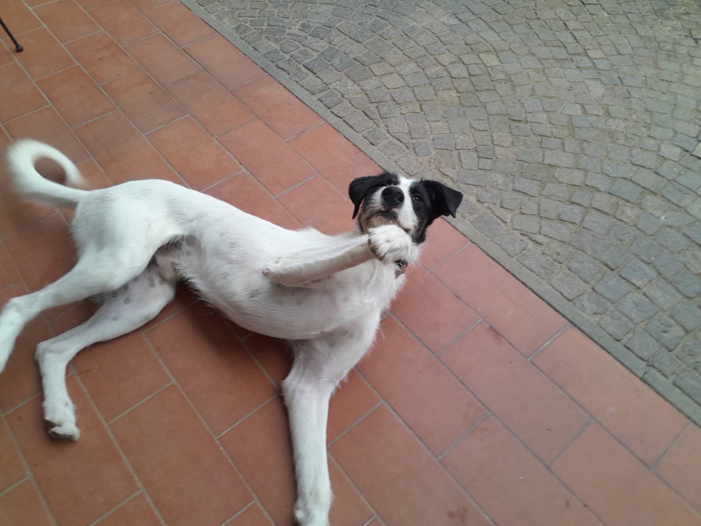 Adotta un cane, maschio, 1 anno e 9 mesi, Bergamo