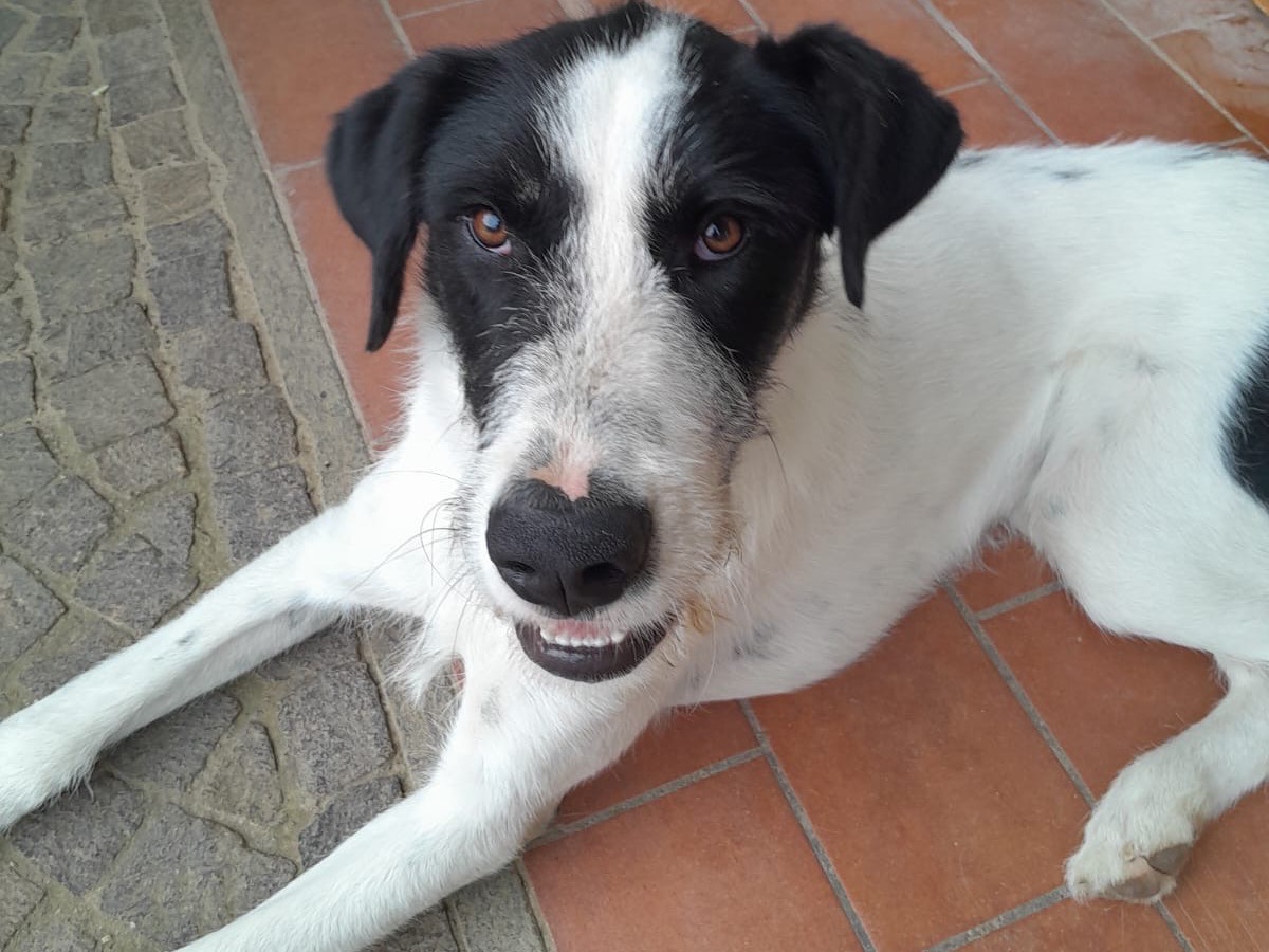 Adotta un cane, taglia media, maschio, Bergamo