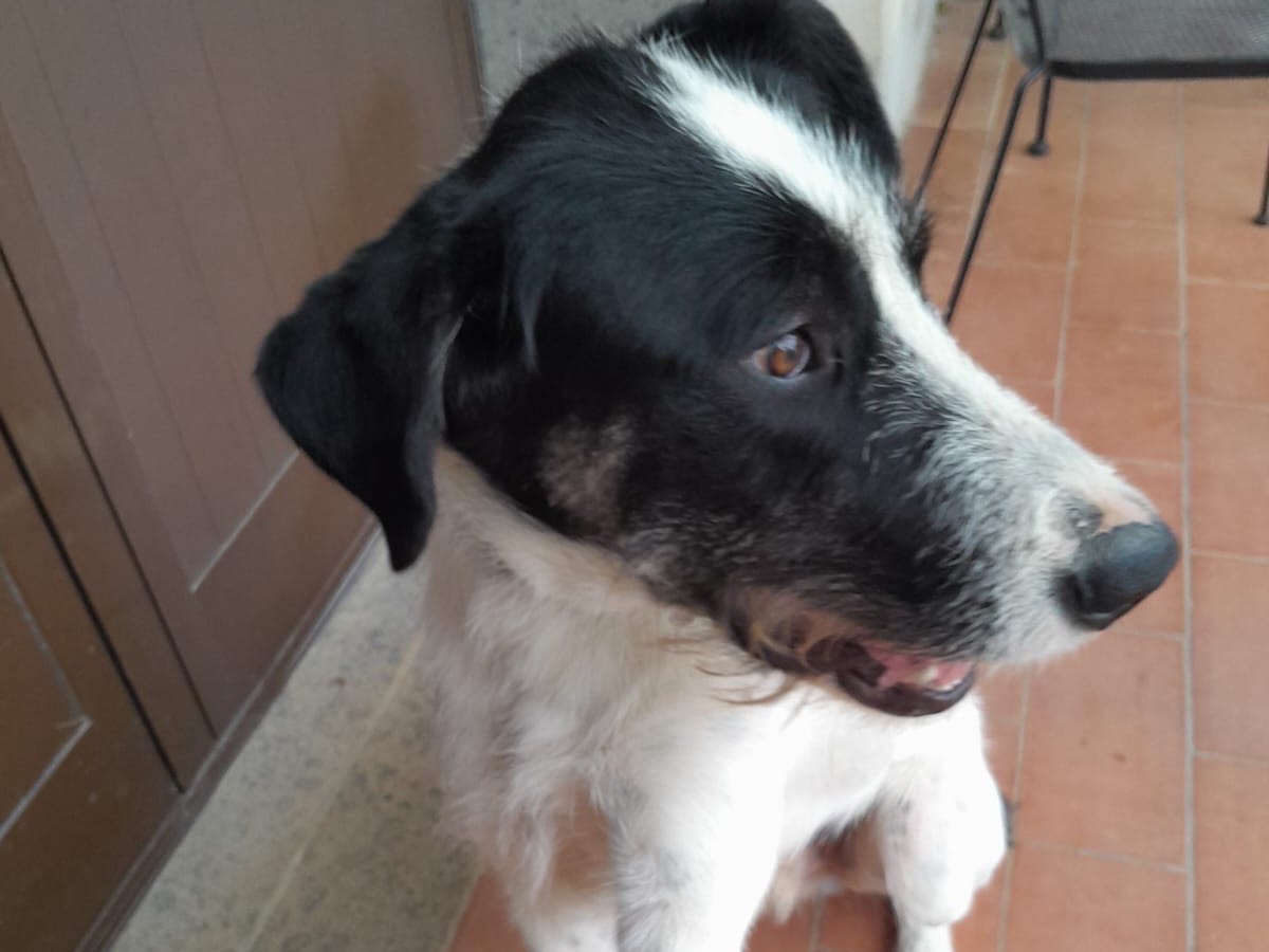 Adotta il cane Snoopy Marcel a Bergamo