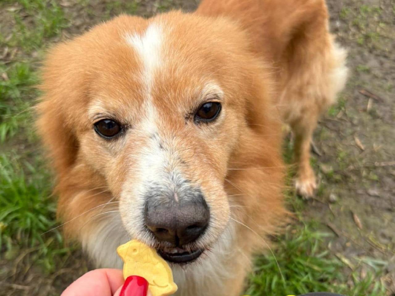 Adozione cane, maschio, Razza sconosciuta Razza sconosciuta, 5 anni e 5 mesi, taglia piccola, Crotone