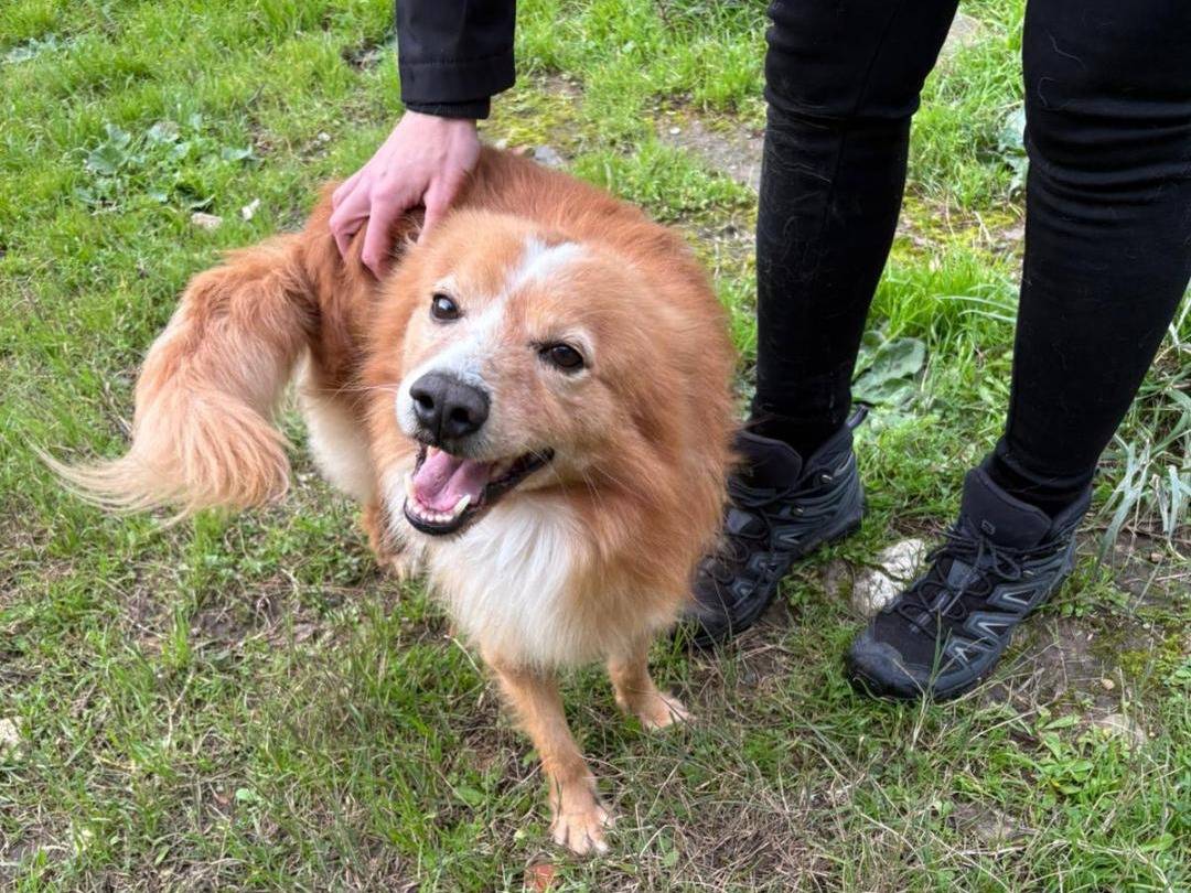 Adotta un cane, taglia piccola, maschio, Crotone