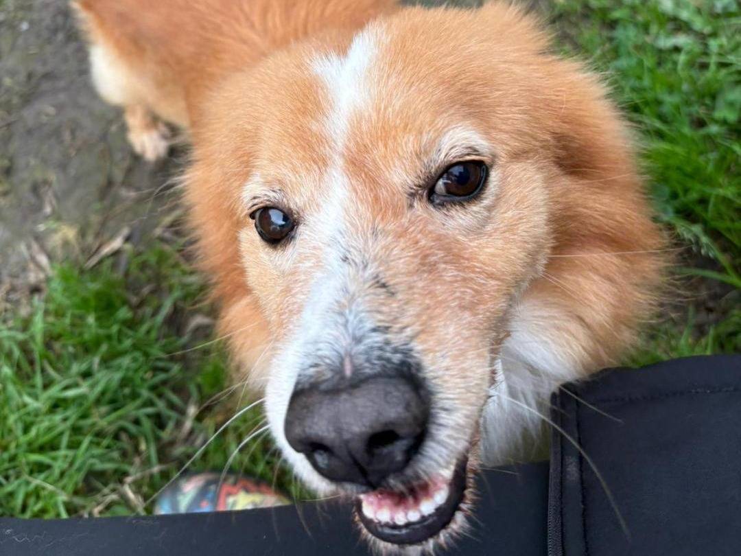Adotta un cane, maschio, 5 anni e 5 mesi, Crotone