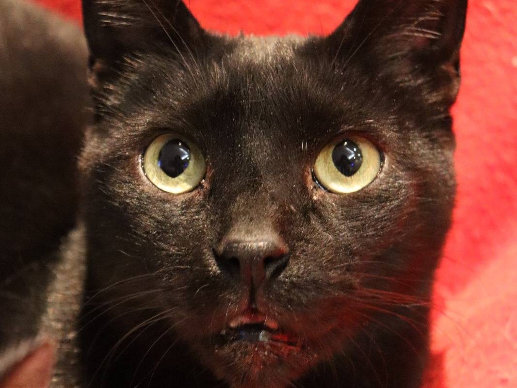 Adozione gatto, maschio, Razza sconosciuta Razza sconosciuta, 5 anni, taglia non valida, Milano