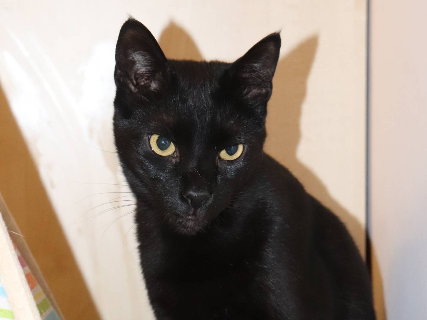 Adotta un gatto, taglia non valida, maschio, Milano