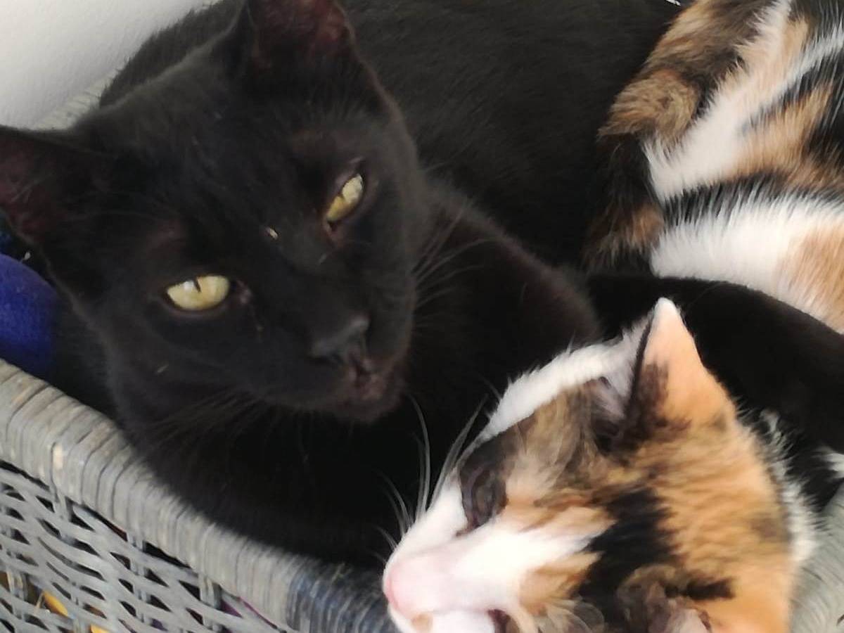 Vuoi adottare un gatto a Milano?
