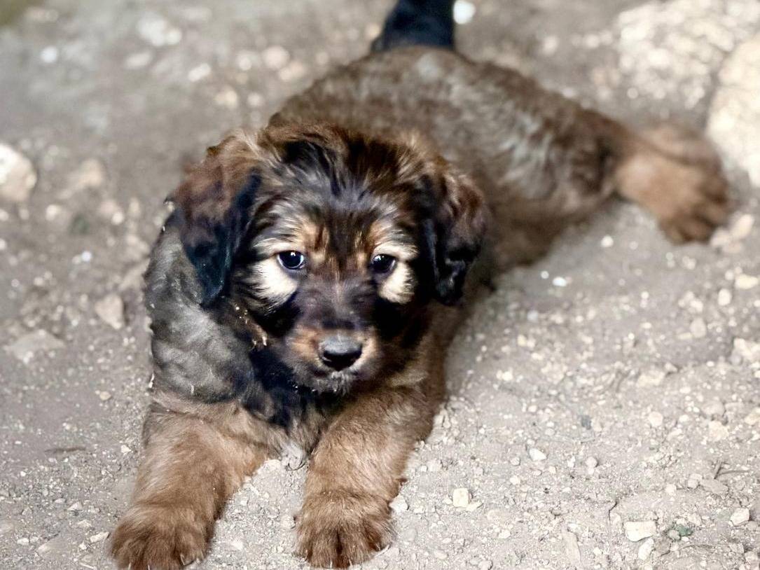 Adozione cane, maschio, Razza sconosciuta Razza sconosciuta, 3 mesi, taglia media, Frosinone