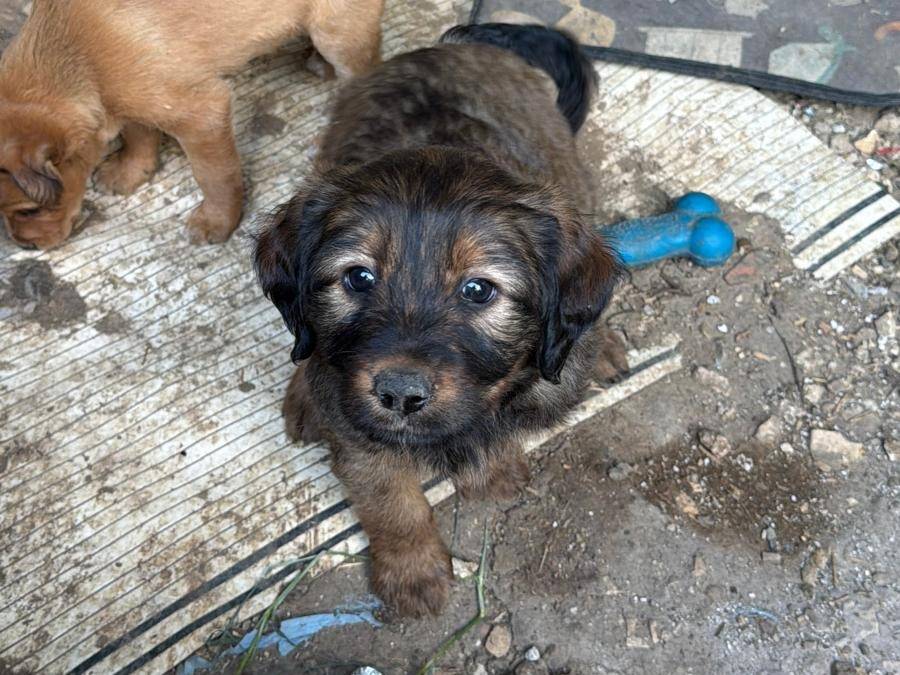 Adotta un cane, maschio, 3 mesi, Frosinone