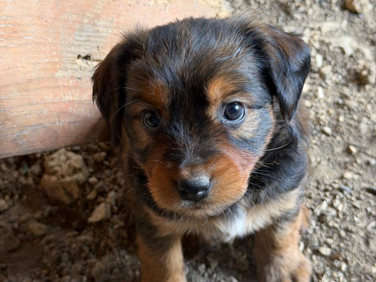 Adozione cane, femmina, Razza sconosciuta Razza sconosciuta, 3 mesi, taglia media, Frosinone