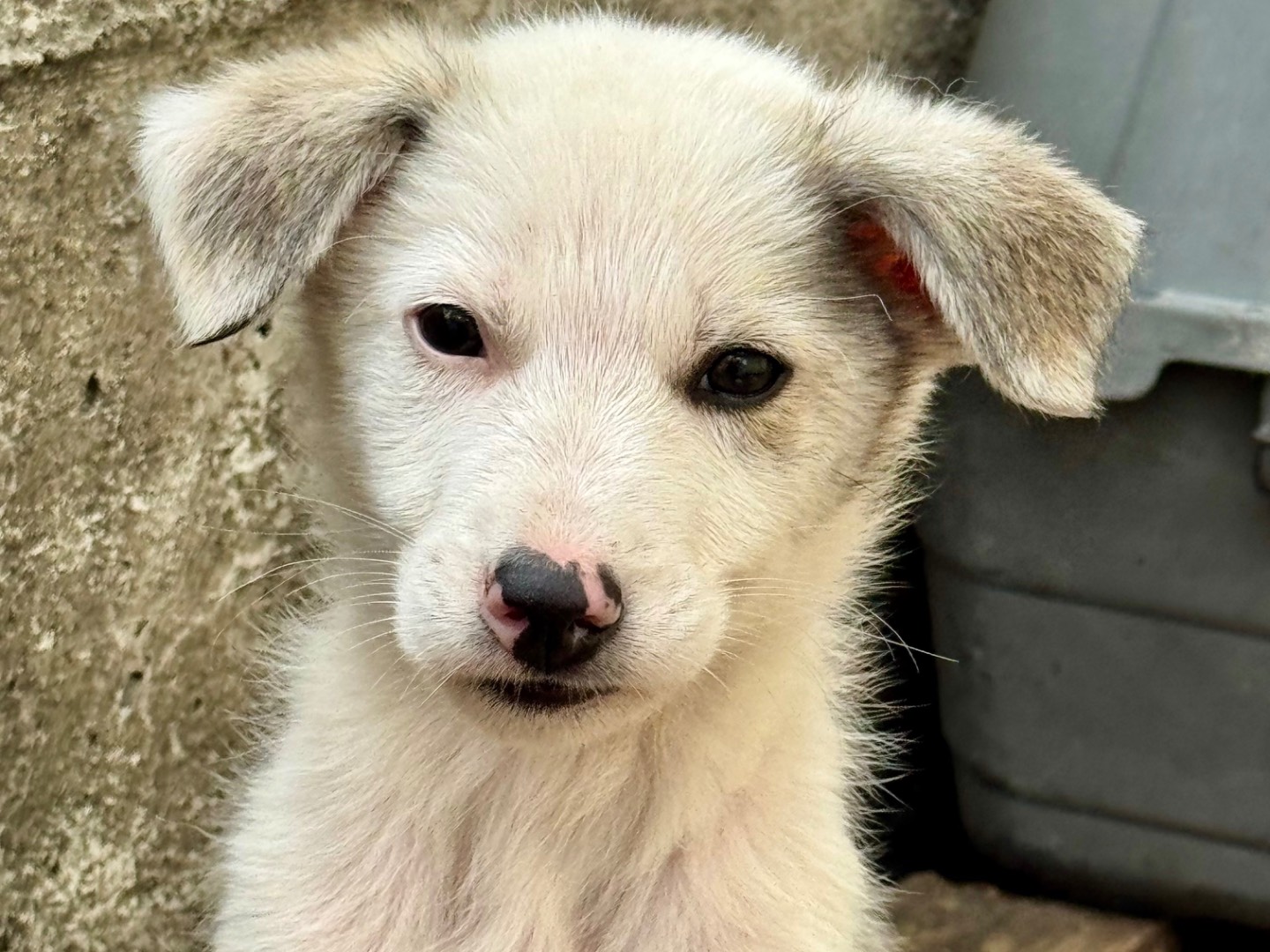Adotta un cane, maschio, 2 mesi, Salerno