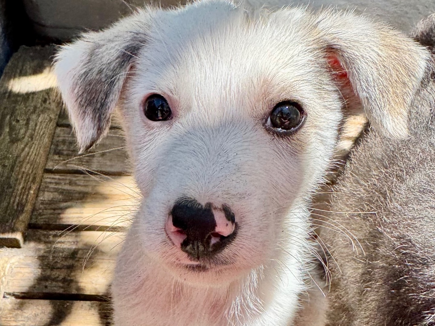 Adotta un cane, taglia media contenuta, maschio, Salerno