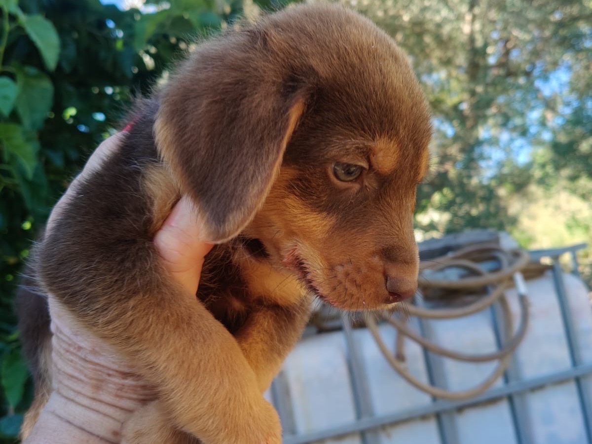 Vuoi adottare un cane a Crotone?