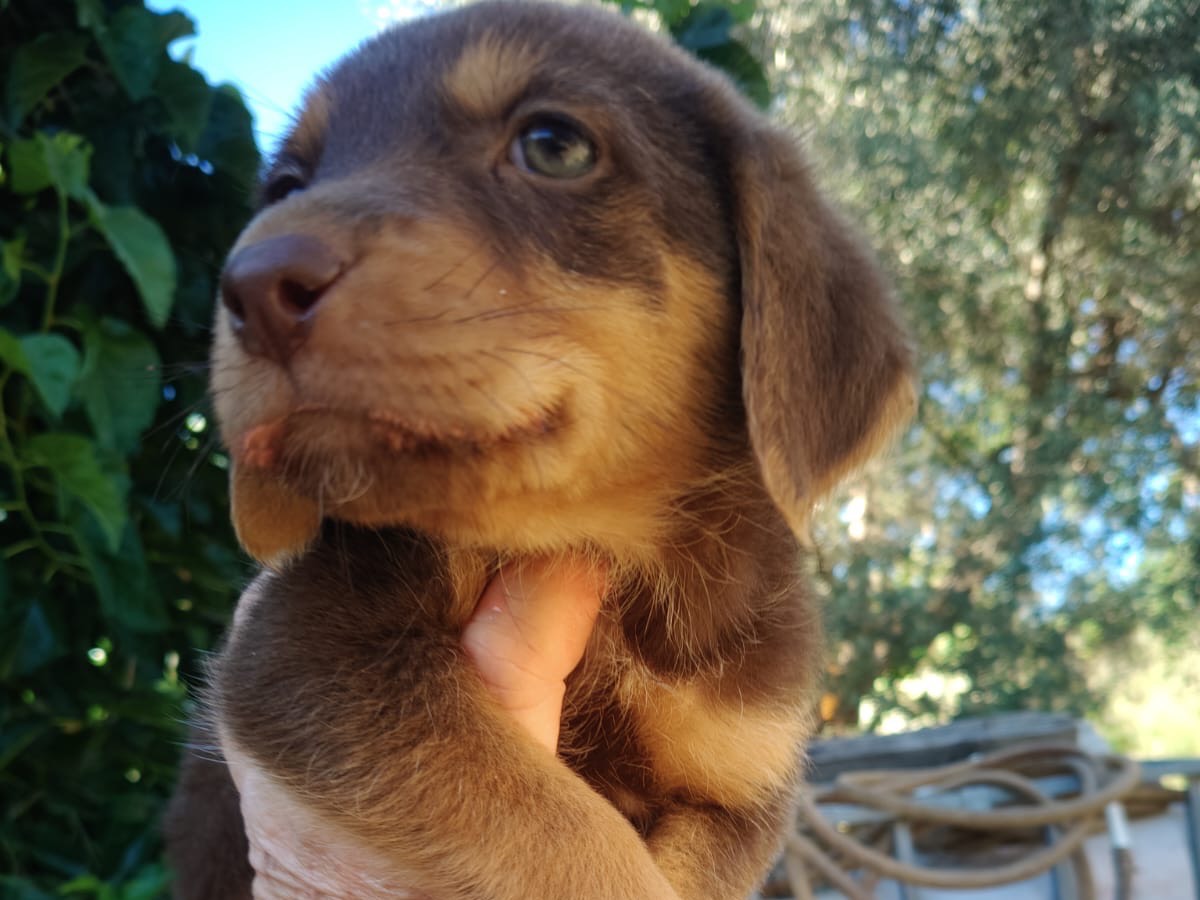 Adotta il cane MARS a Crotone