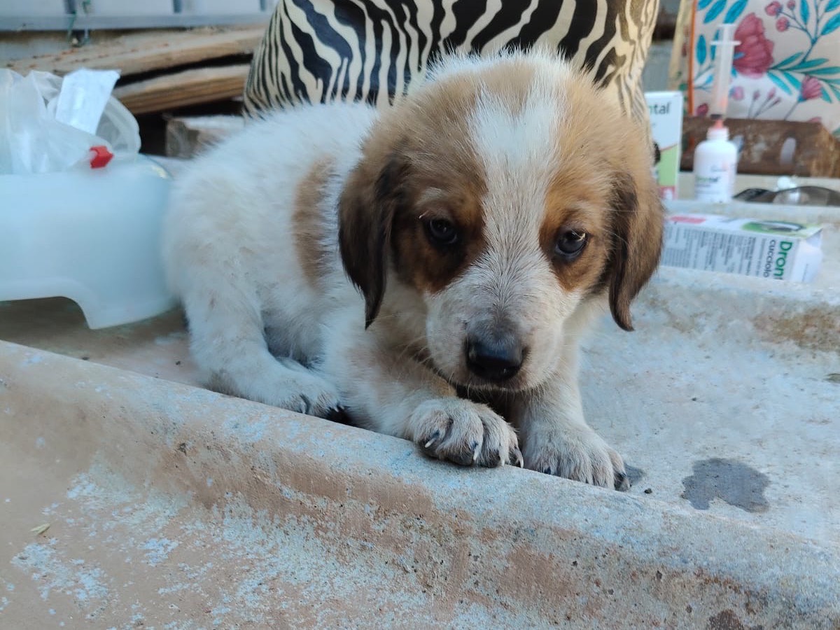 Vuoi adottare un cane a Crotone?