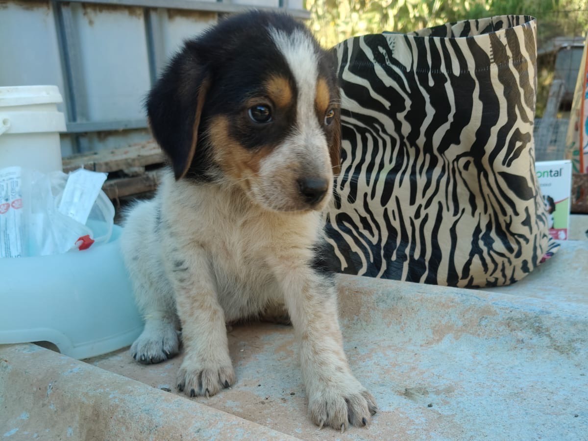 Vuoi adottare un cane a Crotone?