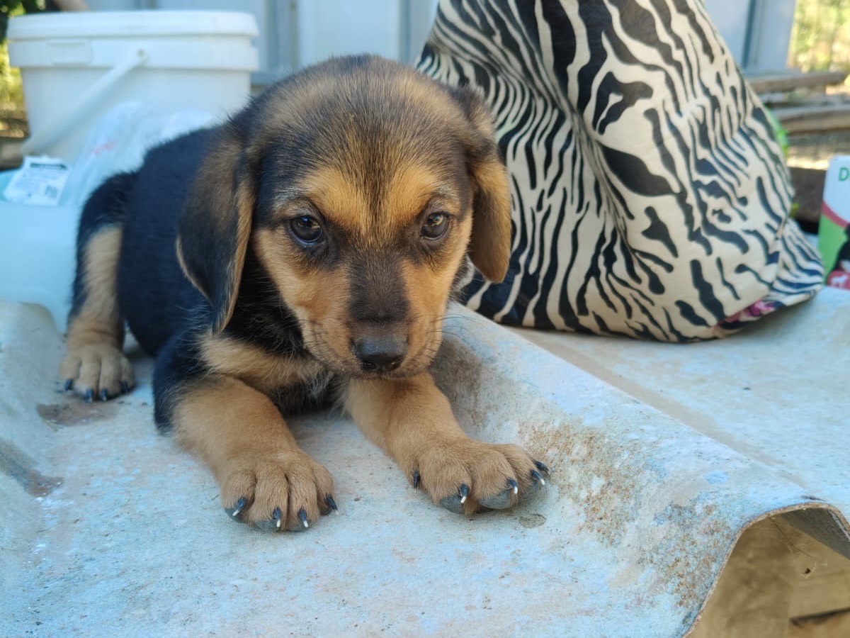 Vuoi adottare un cane a Crotone?