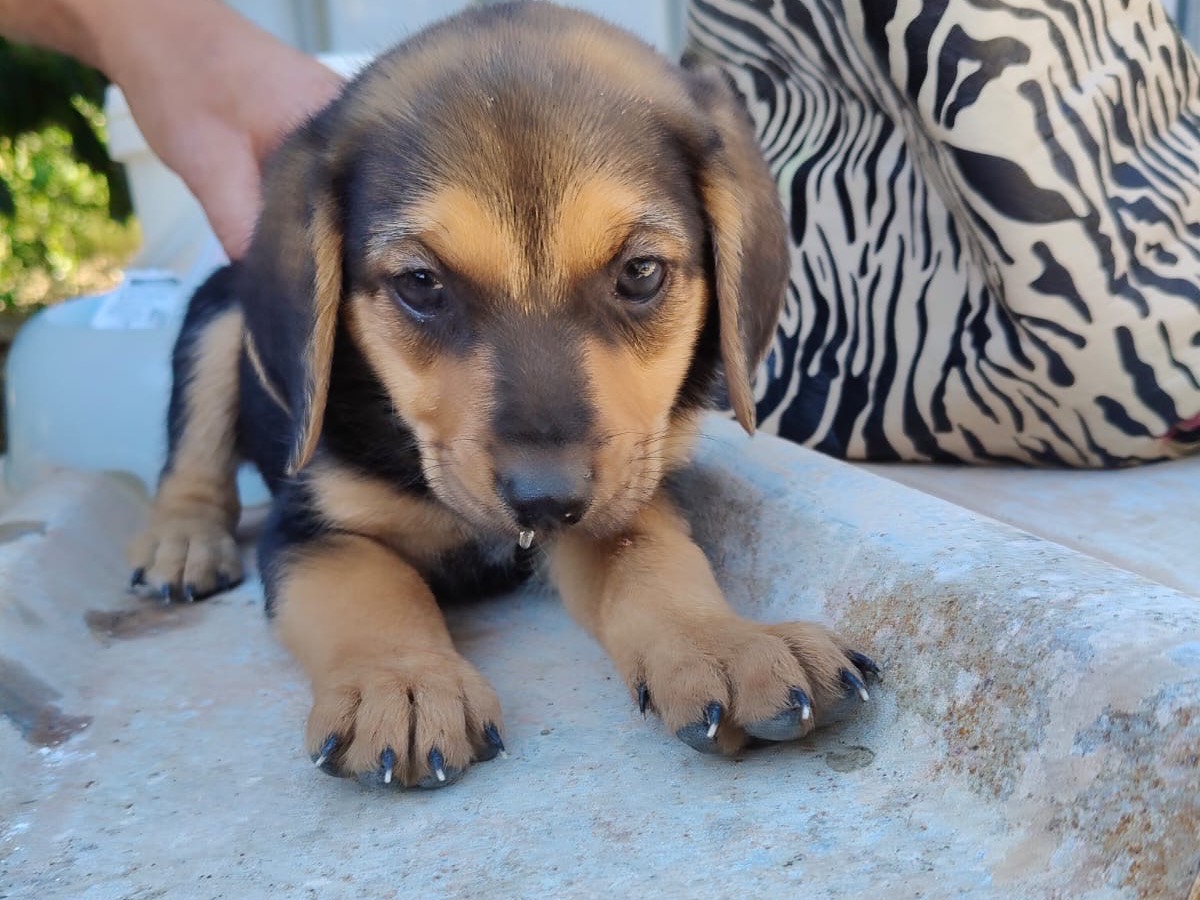 Adotta il cane ELETTRA a Crotone