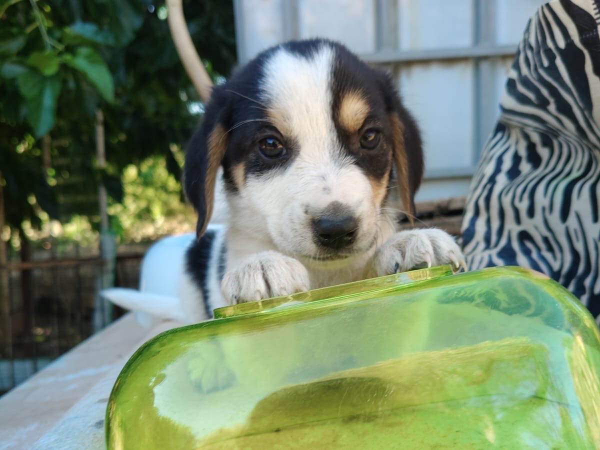 Adozione cane, femmina, Razza sconosciuta Razza sconosciuta, 2 mesi, taglia media, Crotone