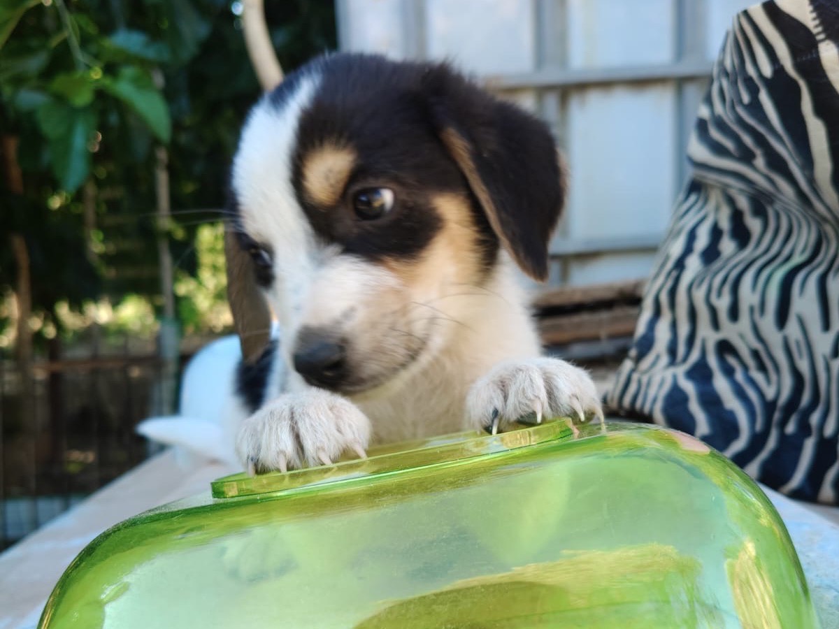 Adotta un cane, femmina, 2 mesi, Crotone