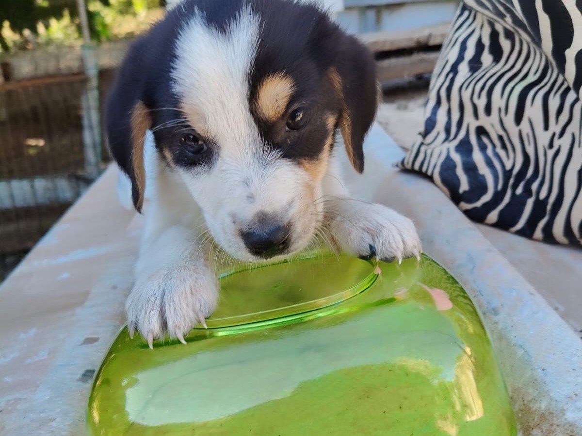 Vuoi adottare un cane a Crotone?