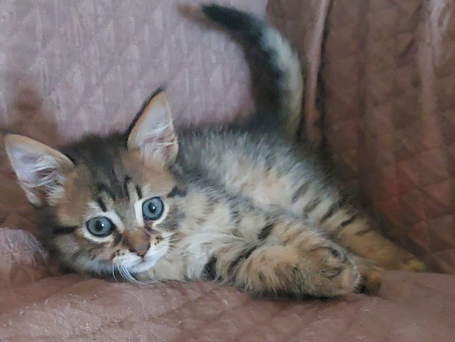 Adotta un gatto, maschio, 2 mesi, Crotone