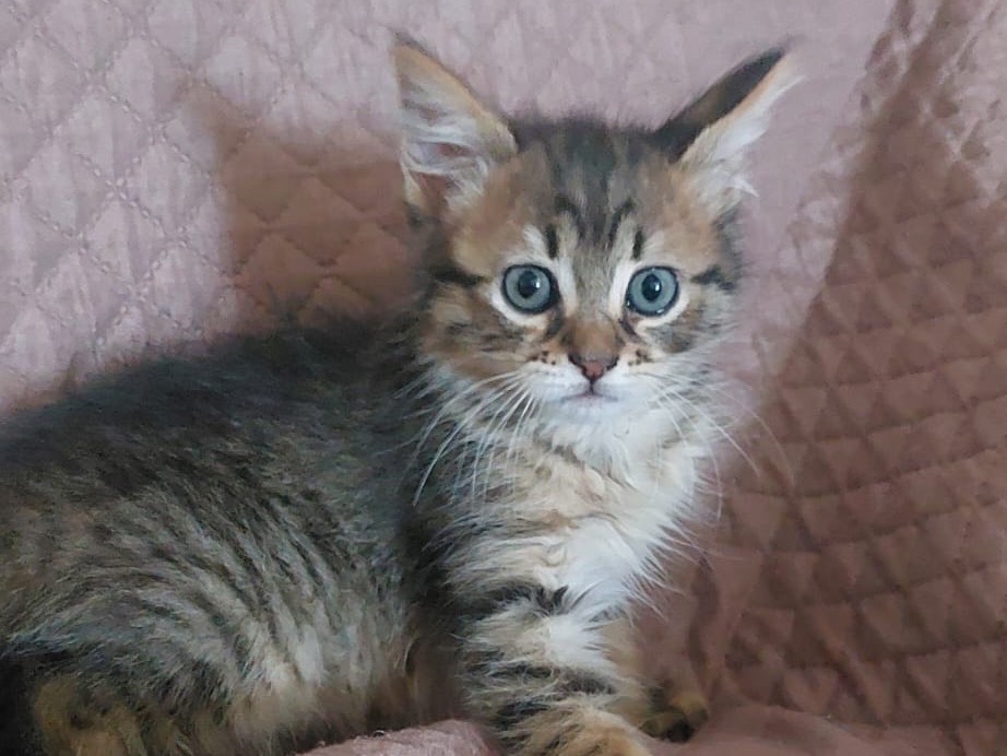 Adotta un gatto, taglia non valida, maschio, Crotone