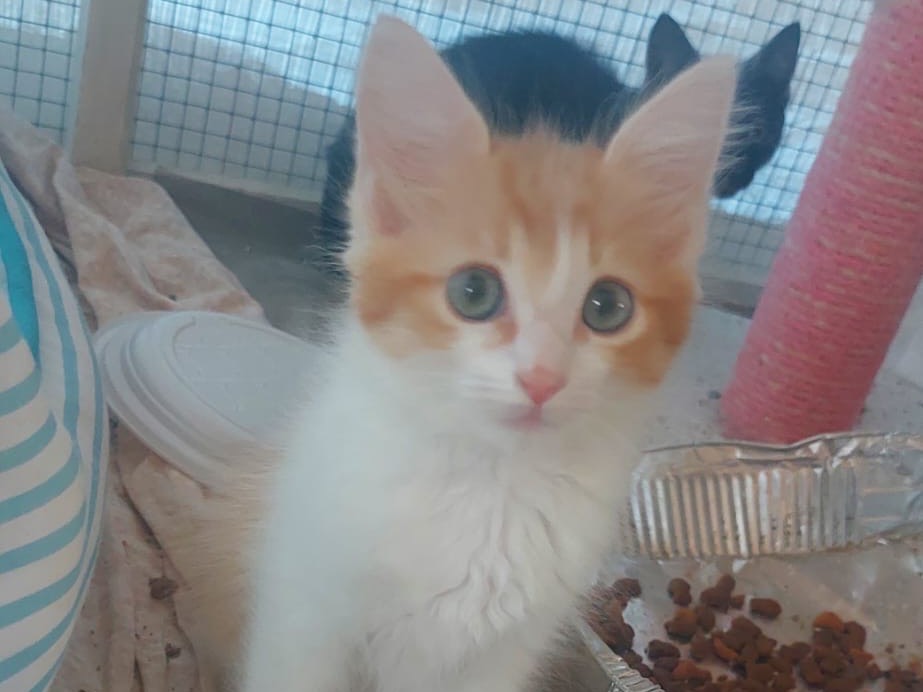 Adozione gatto, femmina, Razza sconosciuta Razza sconosciuta, 3 mesi, taglia non valida, Lucca