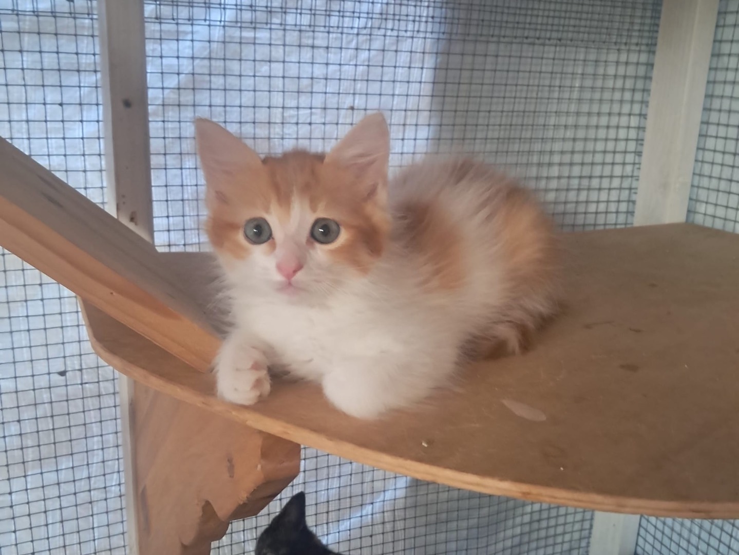Adotta un gatto, femmina, 3 mesi, Lucca