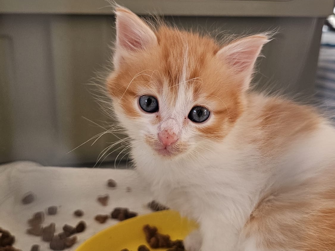 Adotta un gatto, taglia non valida, femmina, Lucca