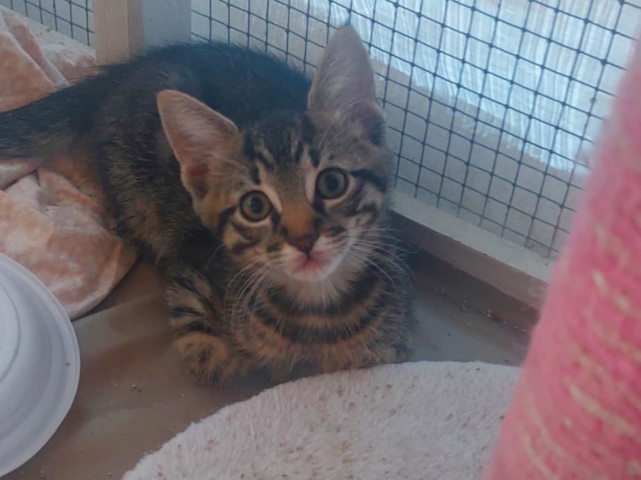 Adozione gatto, maschio, Razza sconosciuta Razza sconosciuta, 3 mesi, taglia non valida, Lucca