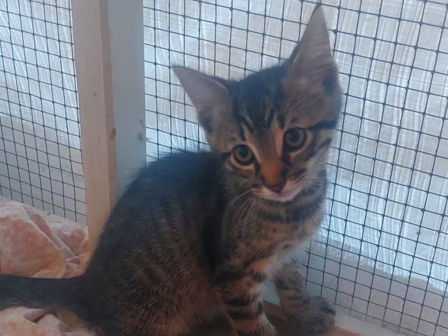 Adotta un gatto, maschio, 3 mesi, Lucca