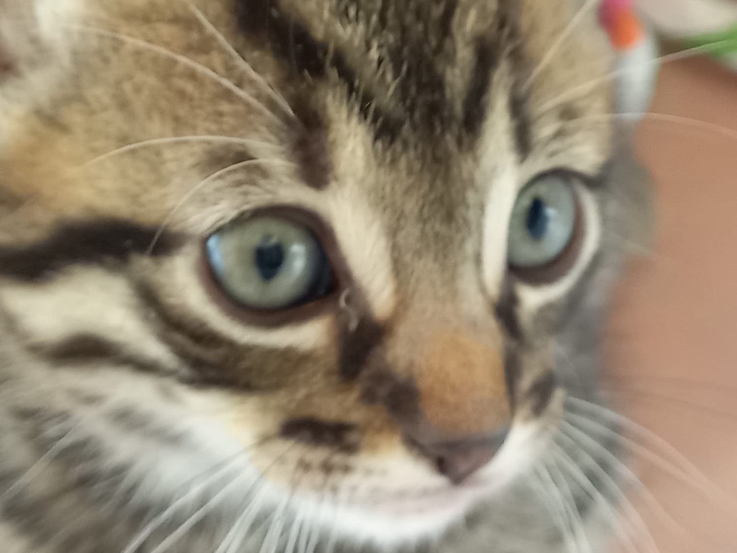 Adotta un gatto, taglia non valida, maschio, Lucca
