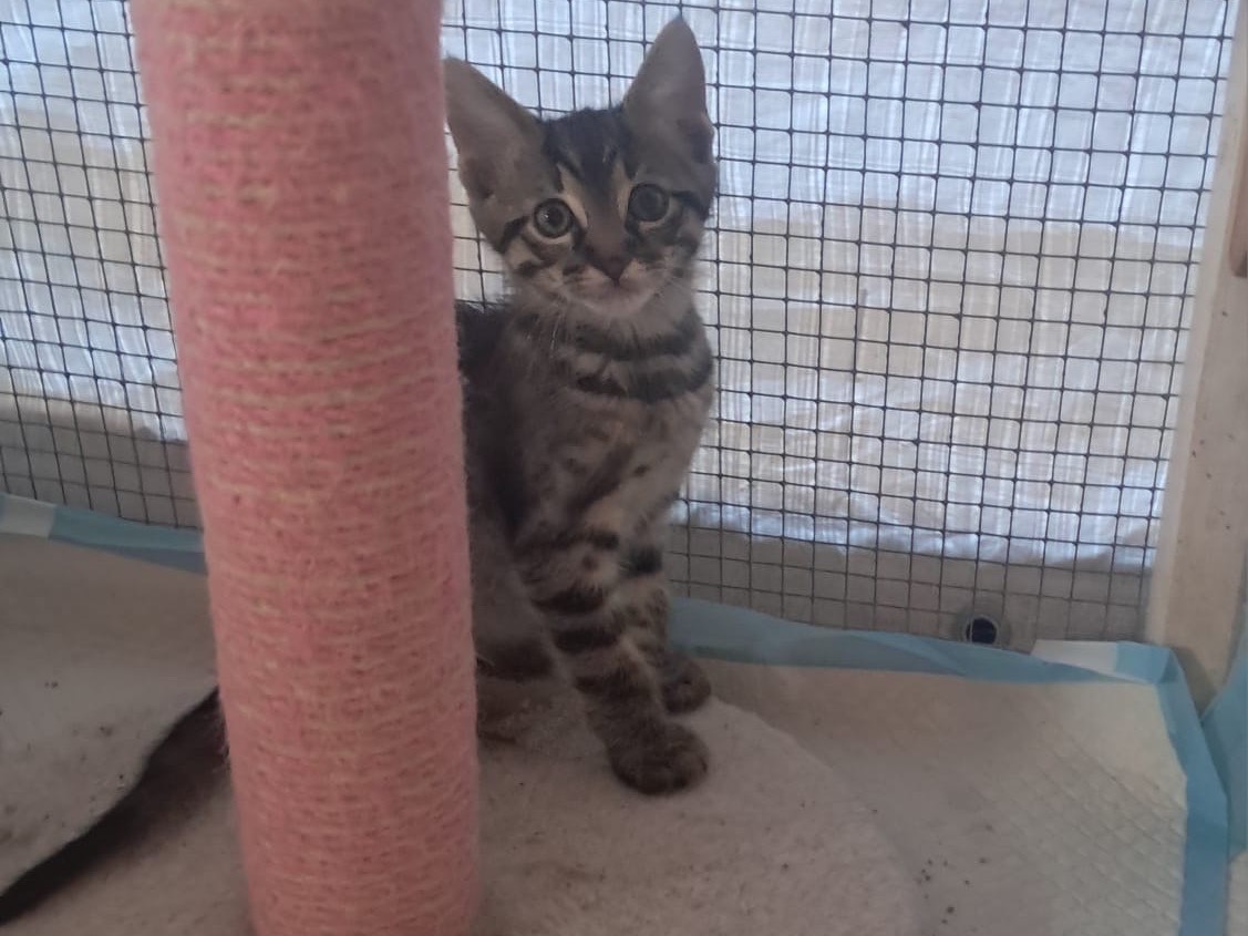 Adotta il gatto TIGRO a Lucca