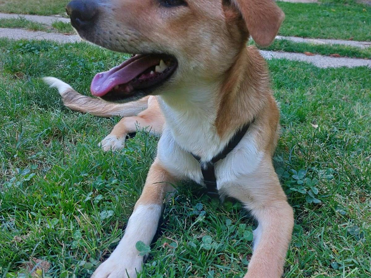 Adozione cane, femmina, Razza sconosciuta Razza sconosciuta, 6 mesi, taglia media contenuta, Torino