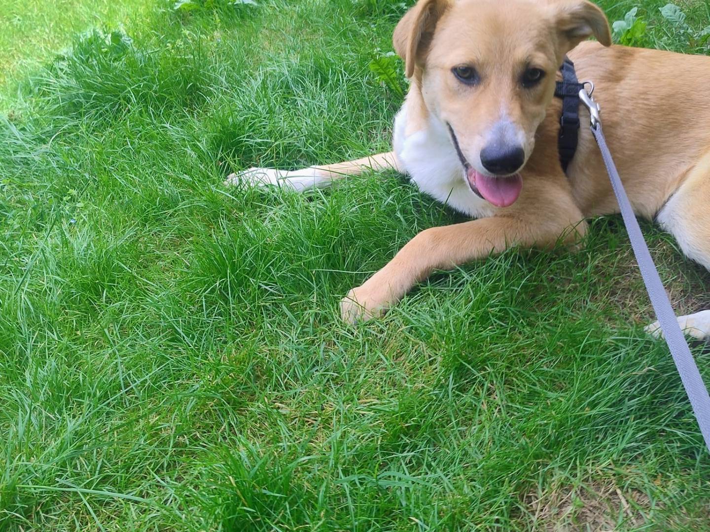 Adotta un cane, taglia media contenuta, femmina, Torino