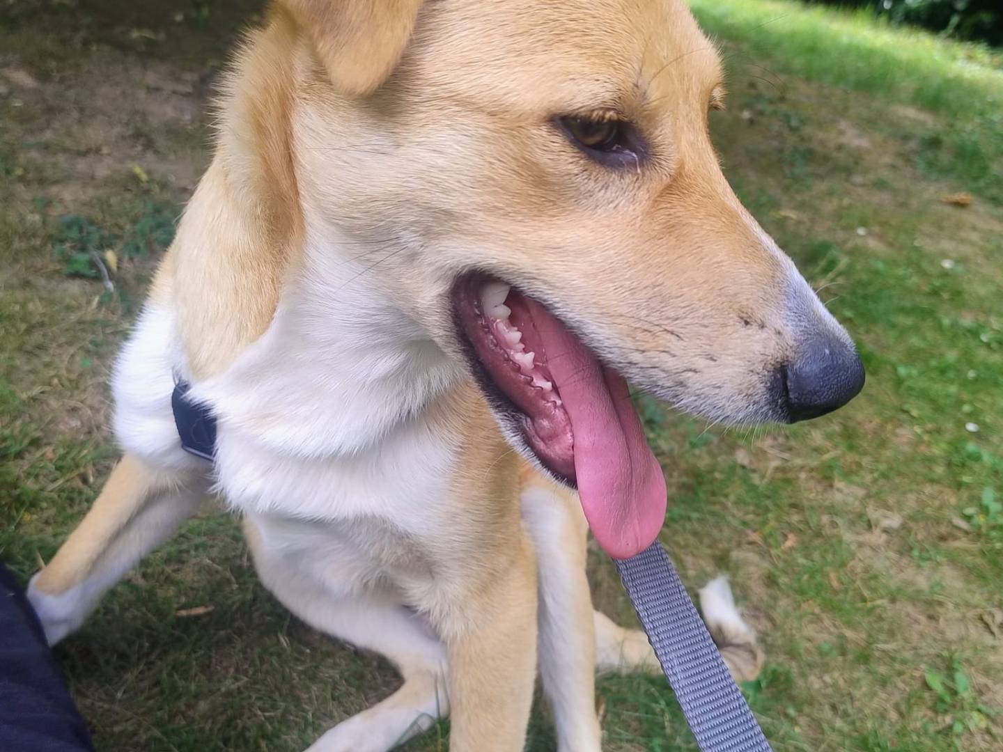 Vuoi adottare un cane a Torino?