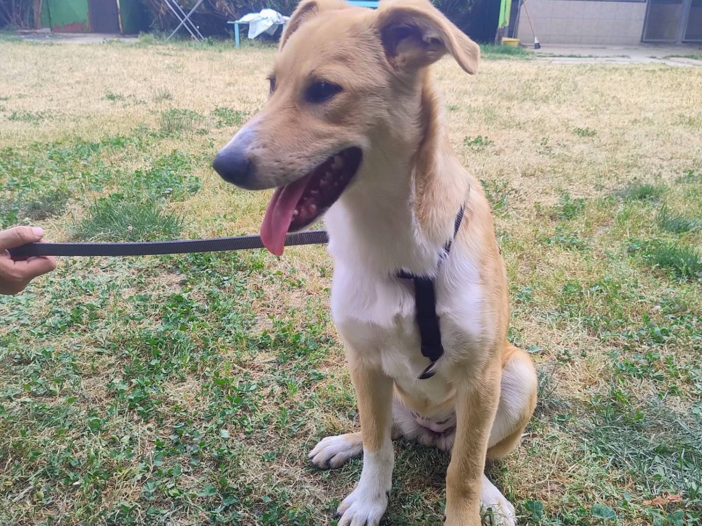 Adotta il cane Dolly a Torino