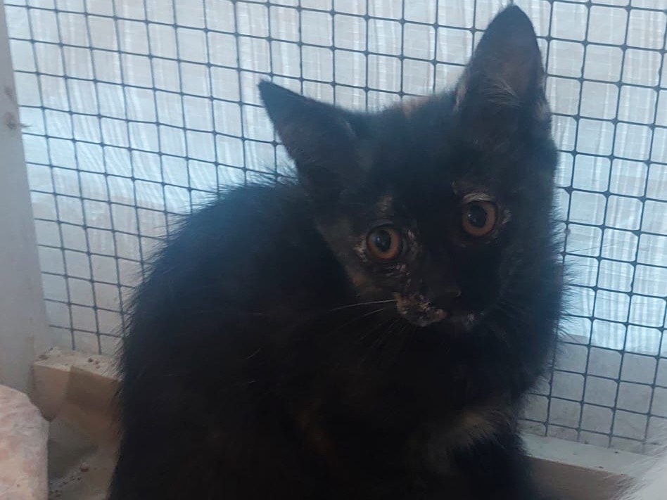 Adotta un gatto, femmina, 3 mesi, Lucca