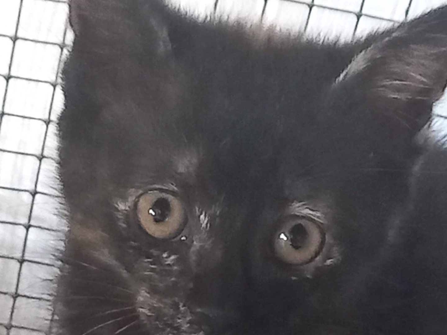 Adozione gatto, femmina, Razza sconosciuta Razza sconosciuta, 3 mesi, taglia non valida, Lucca