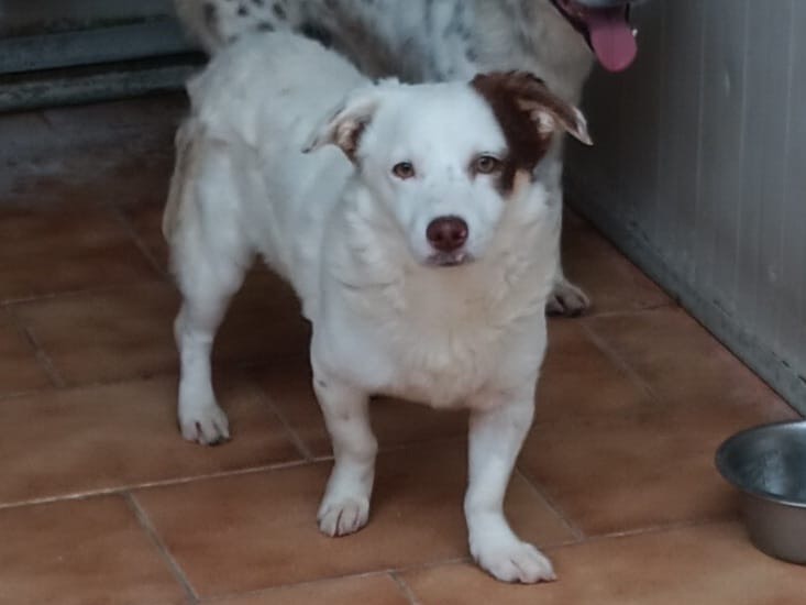 Adotta un cane, maschio, 4 anni e 4 mesi, Latina