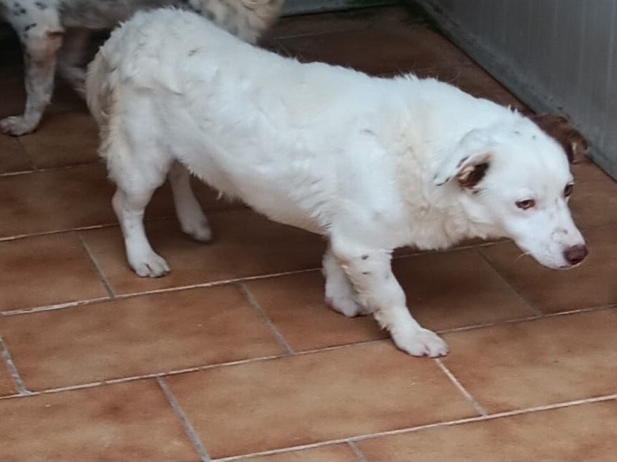 Adotta un cane, taglia piccola, maschio, Latina
