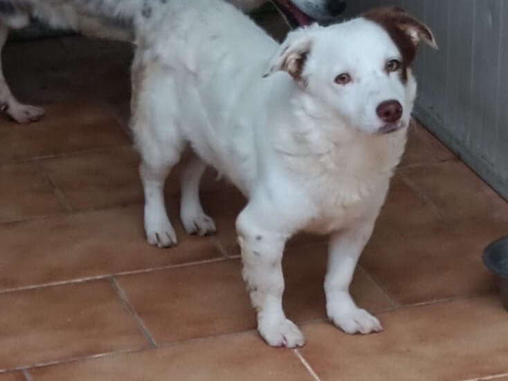 Vuoi adottare un cane a Latina?