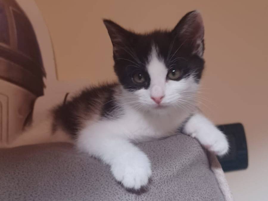Adotta un gatto, femmina, 2 mesi, Milano